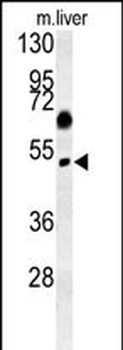 SNX31 Antibody (N-term)
