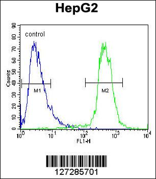 ATP13A3 Antibody (N-term)