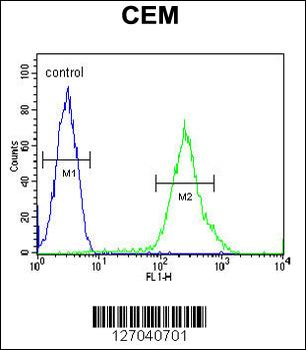 RCL Antibody (N-term)