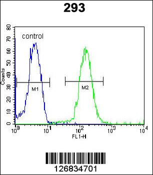 DACT1 Antibody (N-term)
