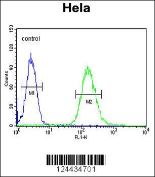 CLTC Antibody (Center)