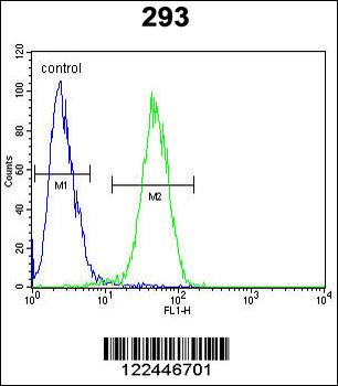 CLDN12 Antibody (N-term)