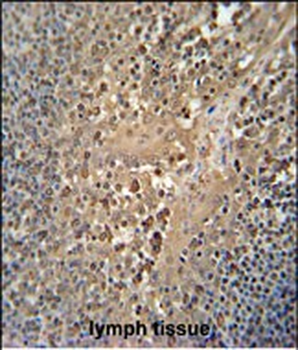 FAM241A Antibody (Center)
