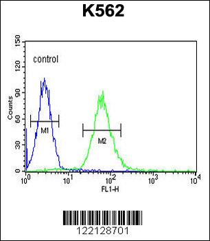 ADCY10 Antibody (Center)
