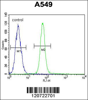ZMYND10 Antibody (C-term)