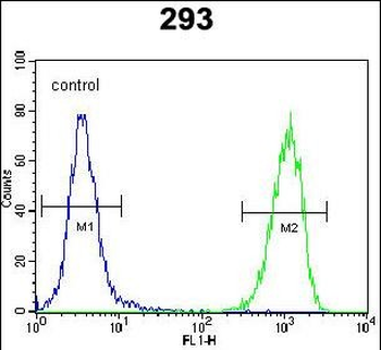 TMEM40 Antibody (N-term)