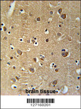PRG2 Antibody (Center)