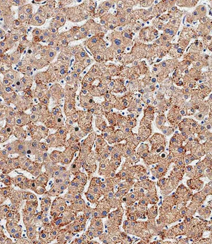 DHB13 Antibody (N-term)