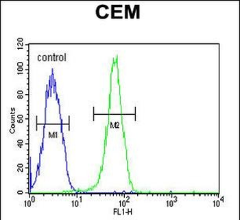 KIF24 Antibody (N-term)