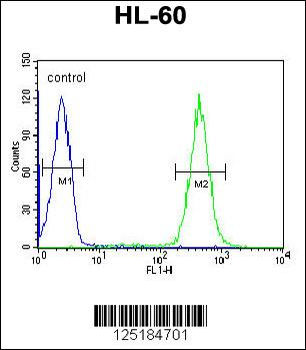 APOBEC2 Antibody (N-term)