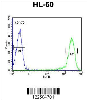 CALCR Antibody (C-term)