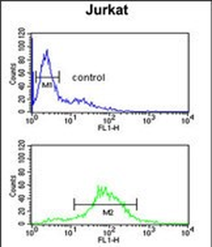 BTBD9 Antibody (Center)
