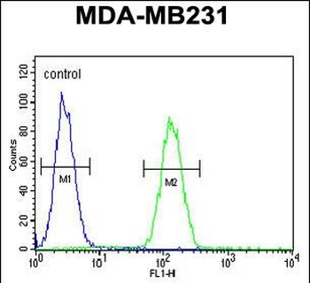 STX7 Antibody (N-term)