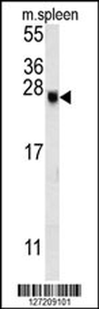 EID2 Antibody (C-term)