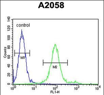 GOT1A Antibody (C-term)