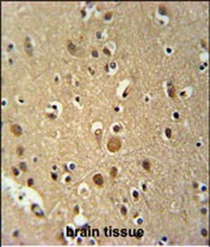 TNIP3 Antibody (N-term)