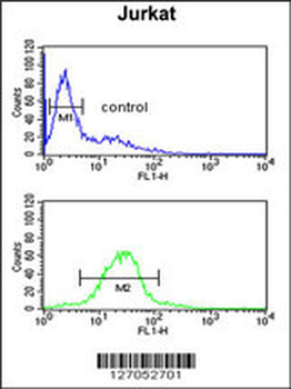 TAF1D Antibody (N-term)