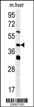 SMCR7L Antibody (N-term)