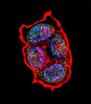 AVP Antibody (Center)