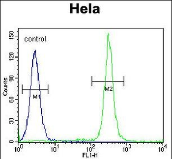 TM165 Antibody (N-term)