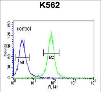 AAA1 Antibody (C-term)