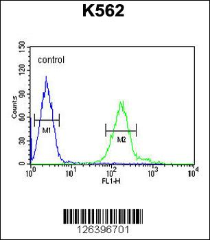 RDH16 Antibody (N-term)