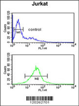 TFAP4 Antibody (C-term)