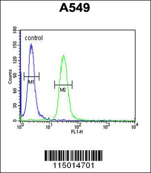 BUB1A Antibody (N-term)