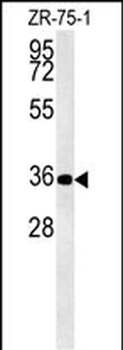 DPF3 Antibody (Center)
