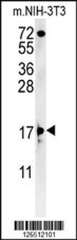 ENY2 Antibody (N-term)