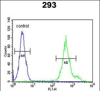 KLC3 Antibody (Center)