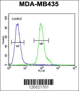 NPM3 Antibody (N-term)