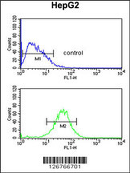 ACTL6B Antibody (N-term)