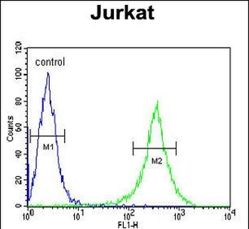 GNE Antibody (C-term)