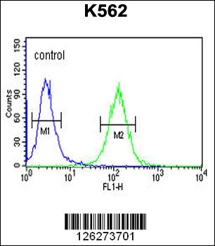 RTN4RL1 Antibody (C-term)