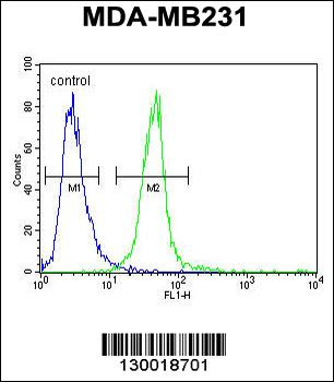 MYOZ1 Antibody (Center)