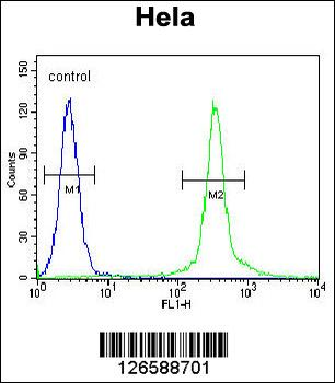 CMPK2 Antibody (Center)