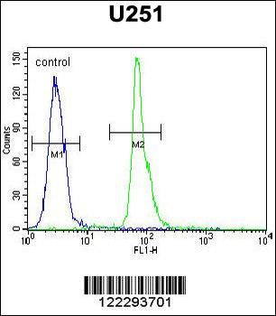 COPZ2 Antibody (C-term)