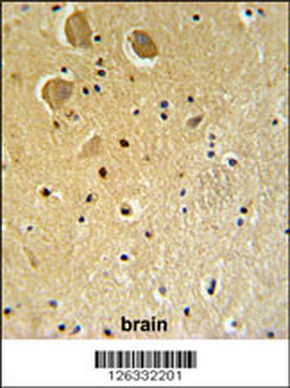 FAM92A1 Antibody (Center)