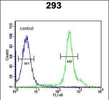 HEL308 Antibody (Center)
