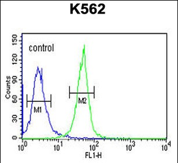 KRTAP1-1 Antibody (Center)