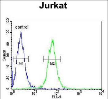 HVCN1 Antibody (N-term)