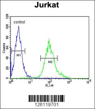 GNB1 Antibody (N-term)