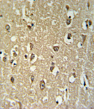 CHRNA3 Antibody (N-term)
