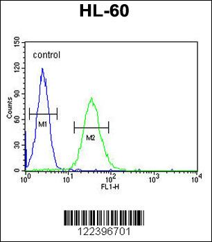 CD80 Antibody (C-term)