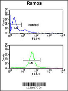 B3GALT6 Antibody (C-term)