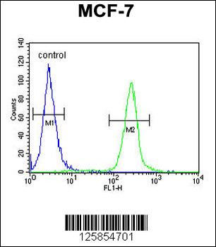 FA20A Antibody (N-term)