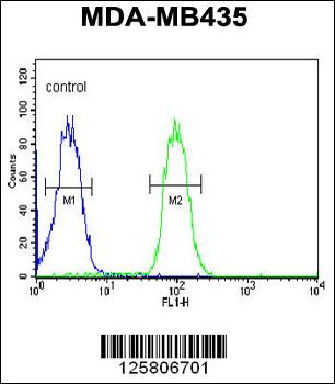 CC50B Antibody (N-term)