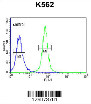 GTD2A Antibody (C-term)