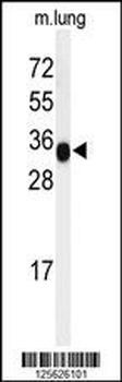 MFAP4 Antibody (C-term)